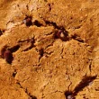 Toto Gluten-Free Protein Cookie Sea Salt Chocolate Chip - Gluten Free Chocolate Chip Cookies - Vegan Cookies - High Protein Cookies